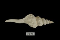 藏品(長旋螺)的圖片